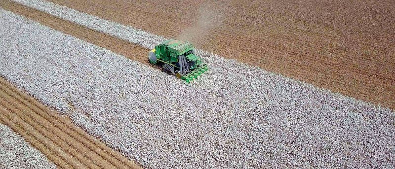 Επίσημη παραδοχή ΥπΑΑΤ στο Μέτρο 23 είναι το βαμβάκι, ποιοι είναι οι στόχοι της νέας ΚΑΠ