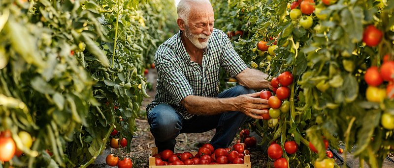 Υψηλή ζήτηση για τις υπαίθριες ντομάτες, η καλή ποιότητα φέρνει αύξηση τιμών κατά 40 λεπτά
