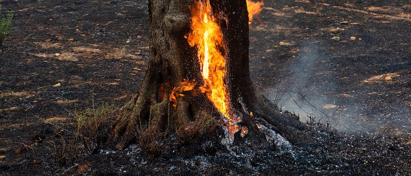 Δεσμεύτηκε κονδύλι 8 εκ. ευρώ για πληρωμή προκαταβολής φυτικού κεφαλαίου λόγω πυρκαγιών, ποιες περιοχές αφορά