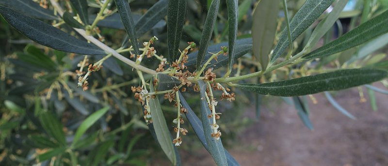 Μεγάλες ζημιές από γλοισπόριο και δάκο, σε απόγνωση ελαιοπαραγωγοί καταθέτουν μήνυση κατά παντός υπευθύνου