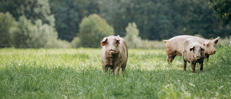 Κρούσμα Αφρικανικής Πανώλης των χοίρων στις Σέρρες, ανακοινώθηκαν μέτρα