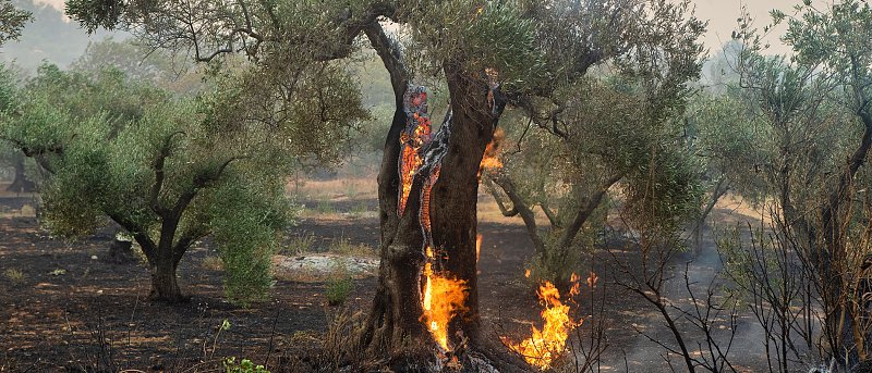 Ημερίδα: Διαχείριση πυρόπληκτων ελαιόδεντρων