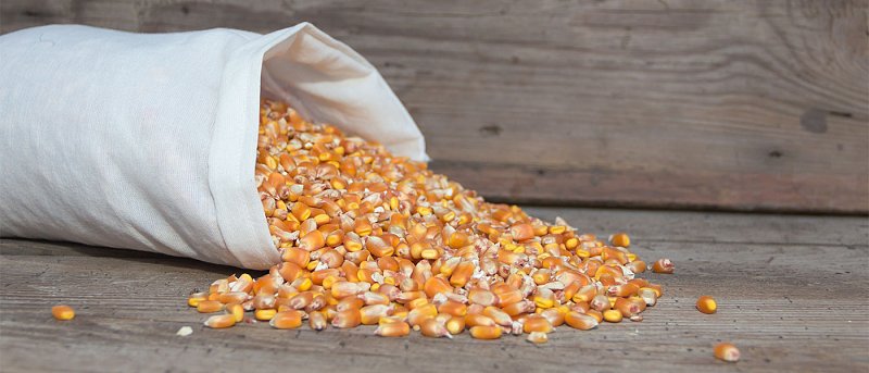 Σταθερές τιμές και συνδεδεμένη κάνουν ελκυστικό το καλαμπόκι, τιμή που αγόρασε σε διαγωνισμό η Τυνησία