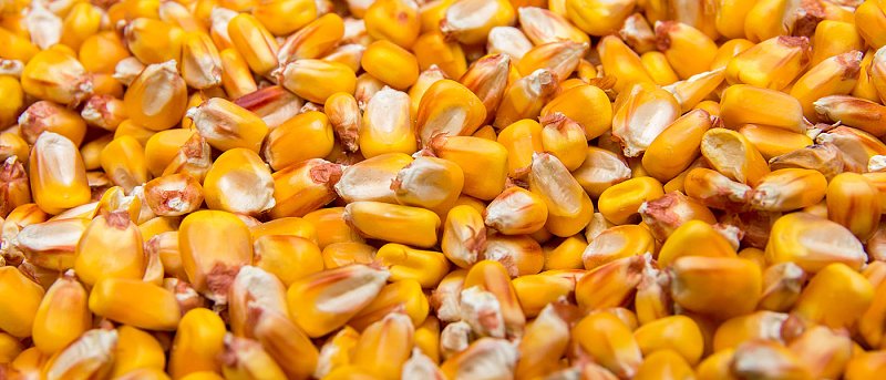 Καλαμπόκι: Τιμές που αγόρασε η Τουρκία 280 χιλιάδες τόνους, πόσο έφτασε το ουκρανικό λόγω πολέμου