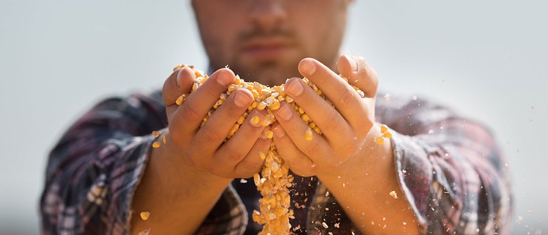 Πόσο αγόρασε 27.000 τόνους καλαμπόκι η Τυνησία, τιμές και εξαγωγές του ουκρανικού καλαμποκιού