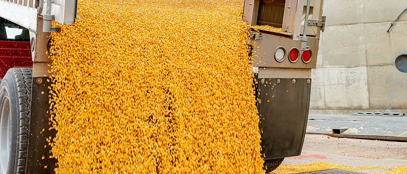 Οι τιμές που αγόρασε σε διαγωνισμό η Τουρκία 280 χιλιάδες τόνους καλαμποκιού, πόσο έφτασε το ουκρανικό λόγω πολέμου