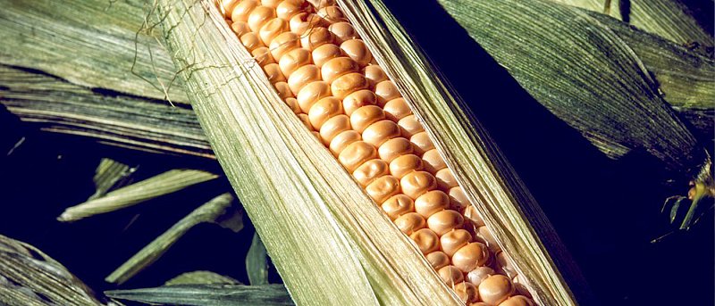 Πώς κινείται το καλαμπόκι στη διεθνή αγορά: Παραγωγή, εμπόριο και τάσεις