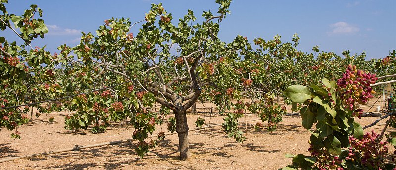 Προβλήματα καρπόπτωσης έχει η καλλιέργεια φιστικιών, προβλέψεις φετινής παραγωγής και που κυμαίνονται οι τιμές