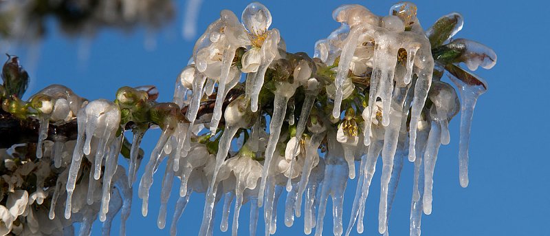 Έρχονται επενδύσεις για αντιπαγετικό εξοπλισμό μέσα από Υπομέτρο 5.1, λένε ότι θα πληρώσουν προανθιακό πριν το Πάσχα