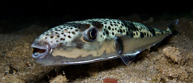 Λαγοκέφαλος: Τεράστιο το πρόβλημα σε Κρήτη – Δωδεκάνησα. Απειλεί το αλιευτικό εισόδημα και την ανθρώπινη υγεία