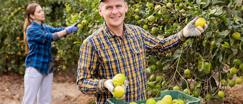 Πήγαν προς τα πάνω οι τιμές στα λεμόνια, σε αυτό βοήθησαν οι μειωμένες εισαγωγές
