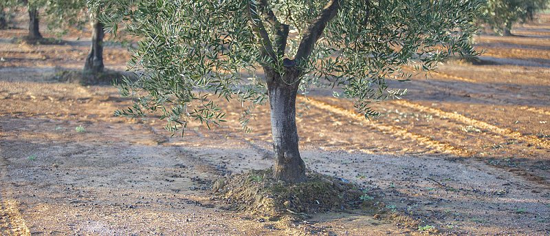 Γιατί έμειναν εκτός επιδότησης λιπασμάτων Αμπελουργοί και Ελαιοπαραγωγοί της Σάμου