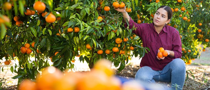 Μανταρίνια: Στα 1,30 ευρώ έφτασαν οι τιμές στα υπερπρώιμα Clement Ruby, μετά τις 25 Οκτωβρίου ξεκινούν οι Κλημεντίνες