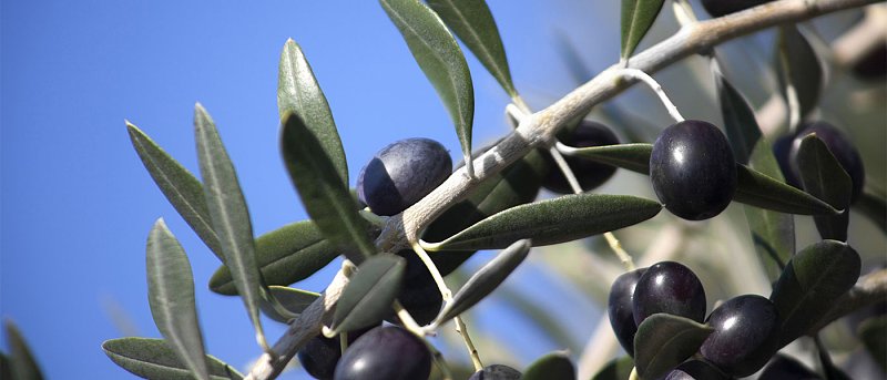 Ισπανικές οργανώσεις παραγωγών: Προβληματισμός για καύσωνες και προσοχή στις προβλέψεις παραγωγής ελαιολάδου