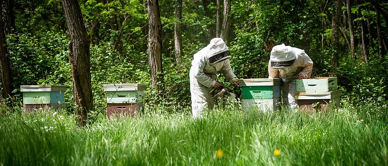 Εγκρίθηκε η επιχορήγηση στα μελισσοκομικά προγράμματα του 2026, ύψους 12,6 εκ. ευρώ, μέχρι πότε πρέπει να γίνει πληρωμή