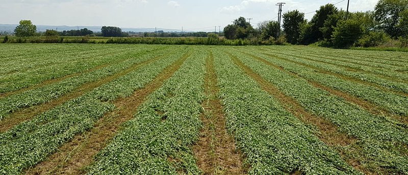 De minimis 2,1 εκατ. ευρώ σε μηδική Έβρου και βιομηχανική τομάτα Ημαθίας