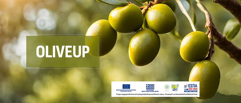 Επιχειρησιακή Ομάδα OLIVEUP: Στοχευμένες καλλιεργητικές πρακτικές βελτιστοποίησης της καρπόδεσης και περιορισμού της καρπόπτωσης στην ελιά