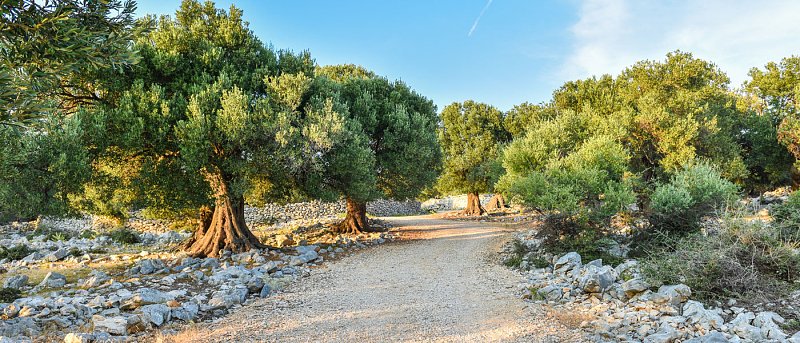 Καθορίστηκε η εισφορά δακοκτονίας για το ελαιοκομικό έτος 2026-2027