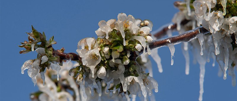 Απαντήσεις ζητούν παγετόπληκτοι παραγωγοί για αποζημιώσεις κερασιών, προκαταβολές και αντιχαλαζική προστασία