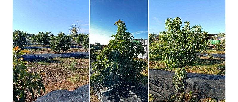 Αβοκάντο και άλλα υποτροπικά στην Πελοπόννησο: Εμπειρίες, δεδομένα και προοπτικές