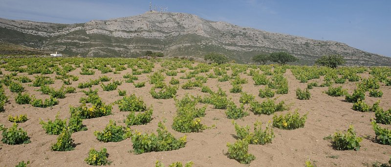 Πάρος: Ένας φρουτένιος αμπελώνας με γεύση από μάρμαρο