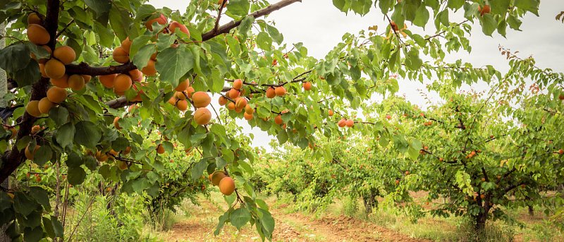 Ροδακινιά: τι πρέπει να προσέξει ο παραγωγός αμέσως μετά τη φύτευση
