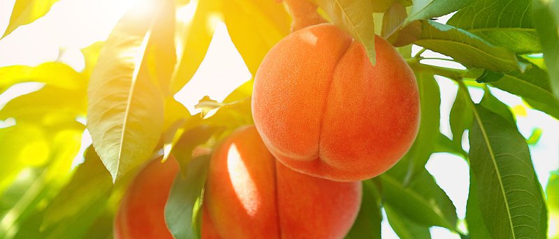 Βήμα για τη σύσταση της Διεπαγγελματικής Οργάνωσης Ροδακίνων – Υπεγράφη το καταστατικό