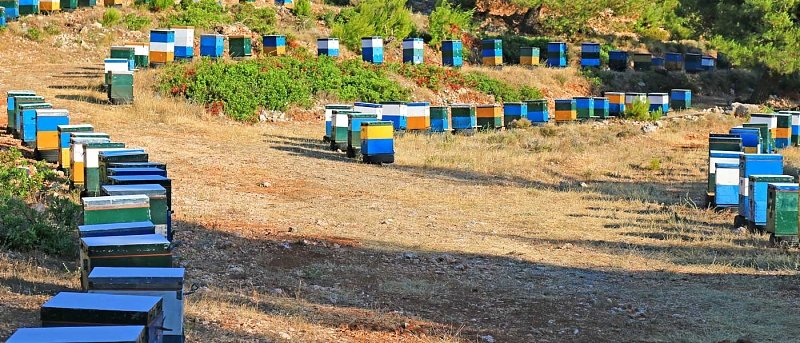 Ανακοινώθηκαν τα ποσά ενίσχυσης και οι δικαιούχοι τεσσάρων μελισσοκομικών δράσεων
