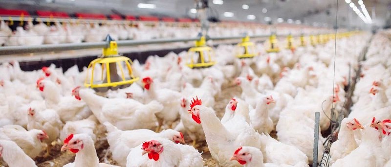 Πτηνοτροφία: σε φάση αναπροσαρμογής τα πρότυπα εμπορίας στην ΕΕ - ποιοι αντιδρούν