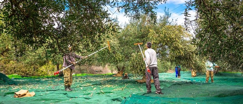 Η συγκομιδή κινδυνεύει χωρίς χέρια – το αθέατο πρόβλημα που απειλεί την αγροτική παραγωγή