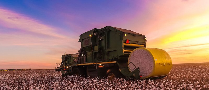 Το βαμβάκι στην Ελλάδα: η εξέλιξη της καλλιέργειας έως σήμερα