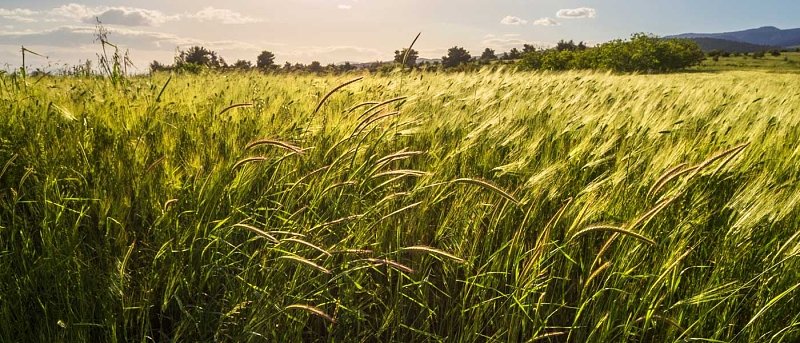 Νέοι Κανόνες για τις Γονιδιακές Τεχνικές στην ΕΕ: Τι Αλλάζει για τον Αγροτικό Τομέα