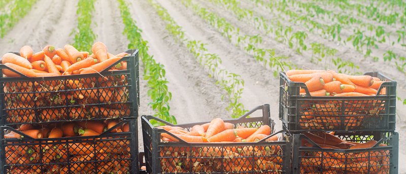 Καρότο: καλές αποδόσεις και διάθεση για την καλλιέργεια