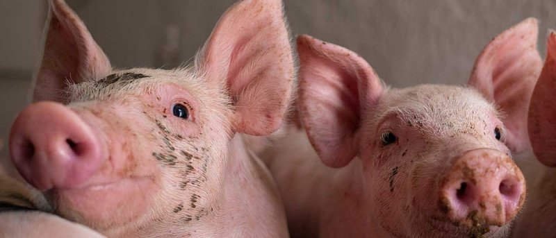 Διατροφή χοιριδίων στον θηλασμό: Το θεμέλιο της επιβίωσης και της ανάπτυξης