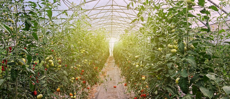 Αλευρώδεις στα θερμοκηπιακά κηπευτικά: γιατί η σωστή αντιμετώπιση ξεκινά πριν εμφανιστεί το πρόβλημα