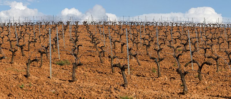 Τι Κάνουμε στον Οινοποιήσιμο Αμπελώνα τον Χειμώνα – Οι κρίσιμες εργασίες της εποχής