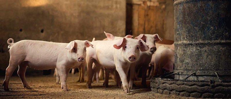 Η τελική λίστα δικαιούχων για την καλή μεταχείριση των χοίρων με προϋπολογισμό 16,7 εκ. ευρώ