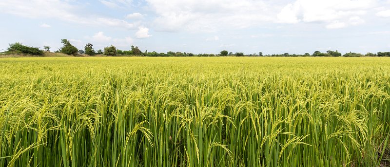 Ρύζι: Η ψευδοσπορά ως εργαλείο διαχείρισης ζιζανίων πριν τη σπορά