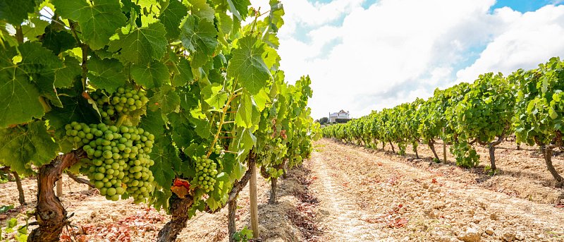 Χορήγηση αδειών νέας φύτευσης αμπελώνων 2026: Πώς κατανέμονται τα 6.492,7 στρέμματα