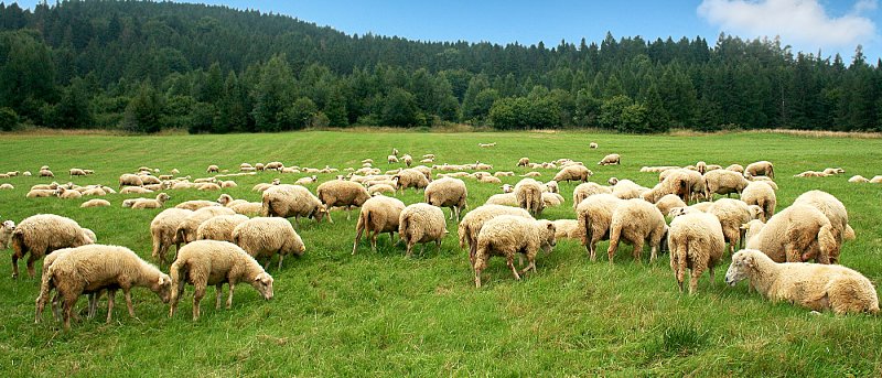 Διατροφή και αναπαραγωγή στα πρόβατα: τι “χτίζεται” πριν από το ζευγάρωμα