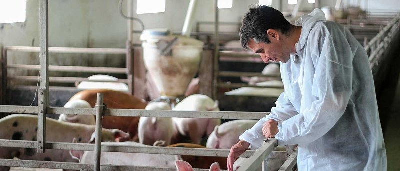 Επικαιροποίηση Οδηγού HACCP στα σφαγεία οπληφόρων: ενισχύονται τα μέτρα βιοασφάλειας