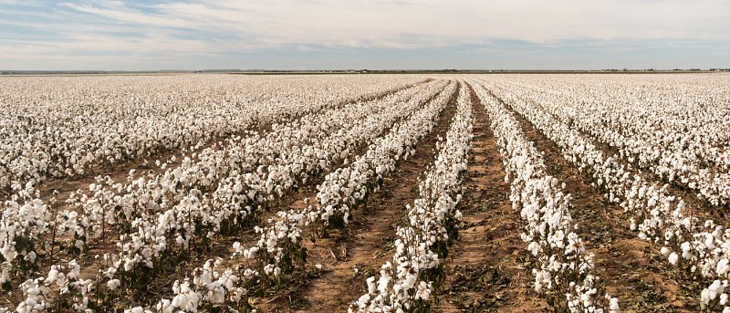Μείωση αποτυπώματος άνθρακα σε αρόσιμες καλλιέργειες – τι προβλέπει η προδημοσίευση