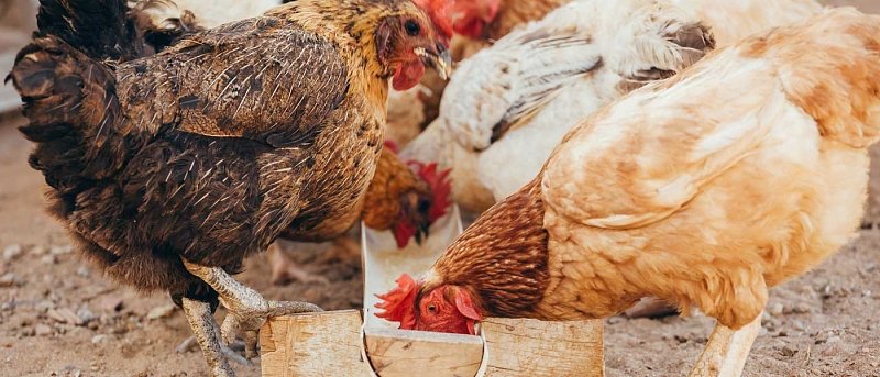 Άλευρα ηλιάνθου και ελαιοκράμβης στη διατροφή των πουλερικών: δυνατότητες και περιορισμοί