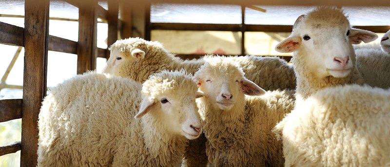 Ζώα αντικατάστασης: η σημασία της διαχείρισης μέσα στην εκμετάλλευση