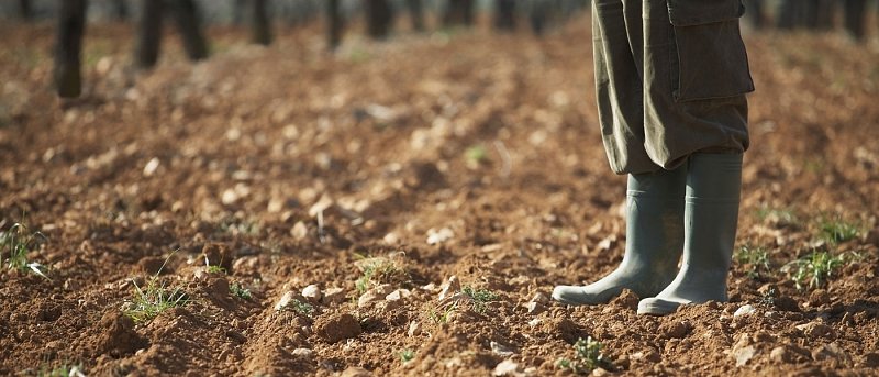 Ψευδοσπορά στα χειμερινά σιτηρά: Πώς μπορεί να μειώσει την πίεση από τα ζιζάνια