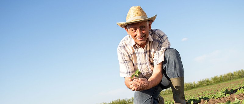 Ρόκα: Η ζήτηση και η φετινή εικόνα της καλλιέργειας