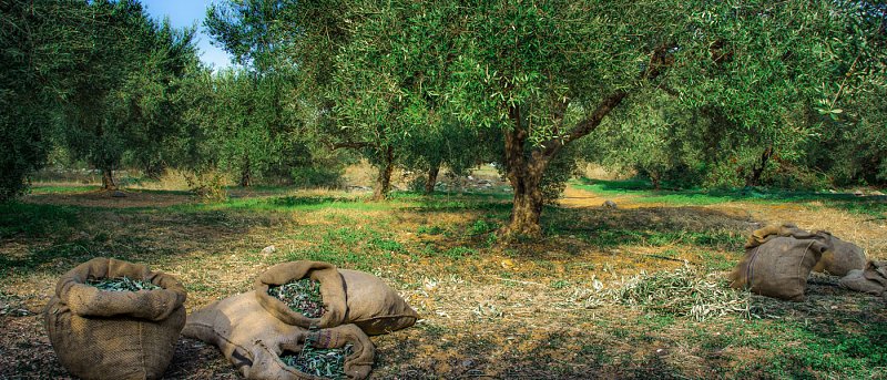 Δημοσιεύθηκε η απόφαση για παράταση στις δηλώσεις συγκομιδής ελαιοκάρπου – Έναρξη από 1/10/2026