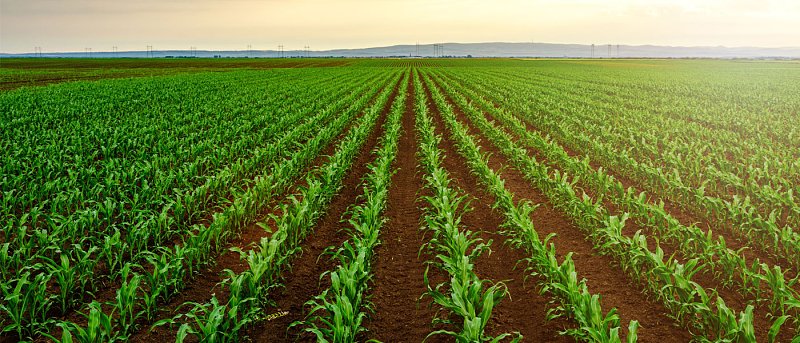 Καλαμπόκι: Αυξήσεις και μετατοπίσεις στις εκτάσεις, καθυστερήσεις στις σπορές