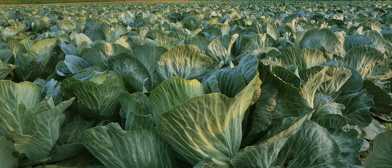 Σταυρανθή Λαχανικά: Η Καλλιέργεια και οι Ιδιαιτερότητές τους στην Ελλάδα