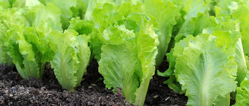 Η καλλιέργεια του μαρουλιού: κόπος, φροντίδα και συνέπεια